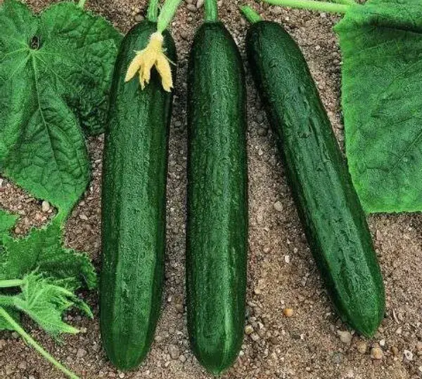 ogurtsy-murat-f1-vilmorin-3617