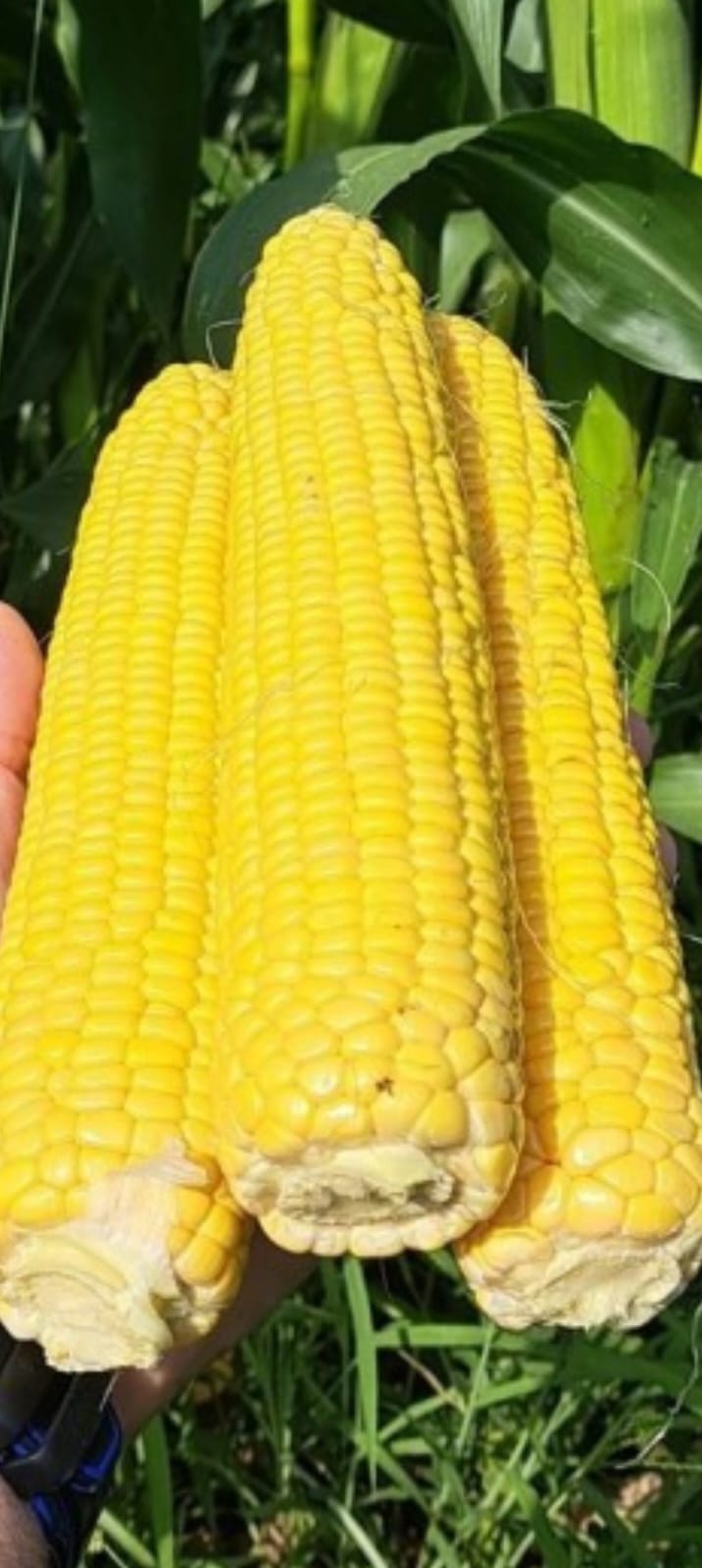 WhatsApp Image 2025-11-04 at 15.20.05